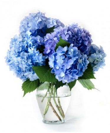 Blue Bayou Hydrangeas Hydrangeas