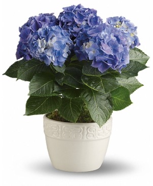 Blue Hydrangea 