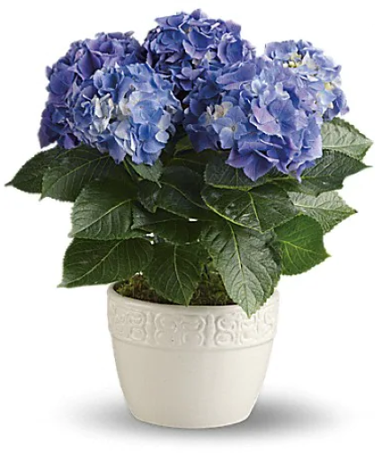 Blue Hydrangea 