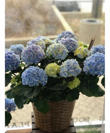 Blue Hydrangea basket  in Aurora, ON | Petal Me Sugar Florist