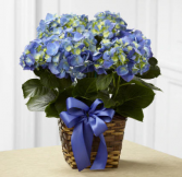 Blue Hydrangea Blooming Plant