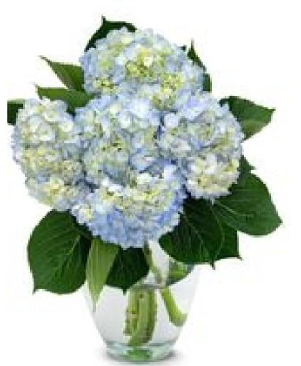 Blue Hydrangea Bouquet 