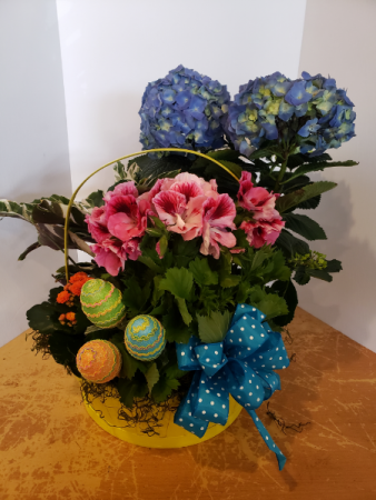 Blue hydrangea Easter basket Plants
