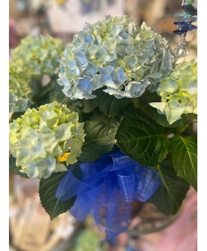 Blue Hydrangea  in basket