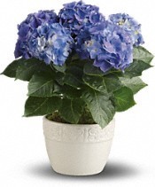 Blue Hydrangea in Ceramic Pot Blooming Plant