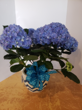 Blue hydrangea in ceramic pot Plant
