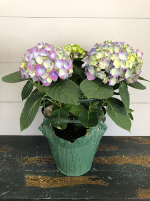 Blue Hydrangea Perennial Potted Plant