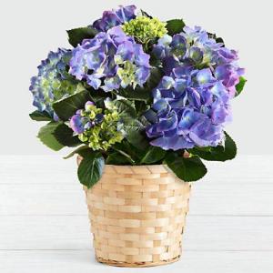 Blue / or Pink Hydrangea Plant 