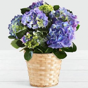 Hydrangea Basket Blooming Plants