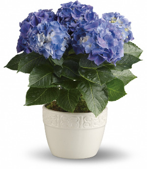 Blue Hydrangea Plant 