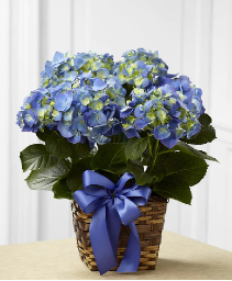 Blue Hydrangea Plant  