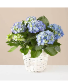 Blue Hydrangea Plant plant