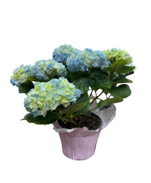 Blue Hydrangea Plant 