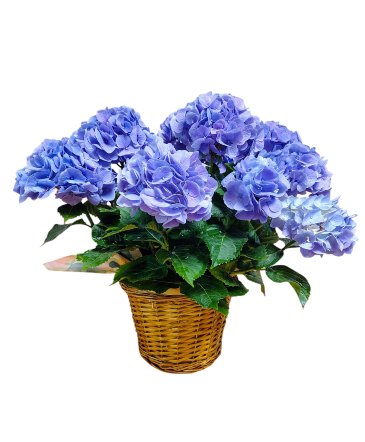 Blue/Purple Hydrangea Plant  in Mustang, OK | MUSTANG FLOWERS & GIFTS