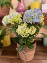 Blue Hydrangea Plant  