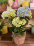 Blue Hydrangea Plant  