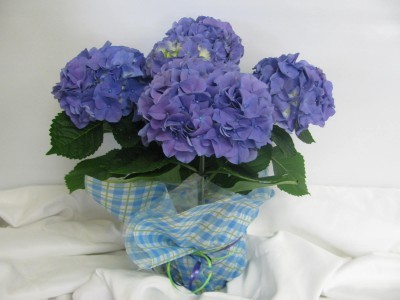 Blue Hydrangea Plant blooming plant ,easter, spring