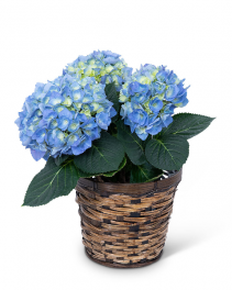 Blue Hydrangea Plant Plant
