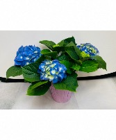 Blue/Pink/Purple hydrangea plant Plant 