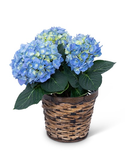 Blue Hydrangea Plant Plant