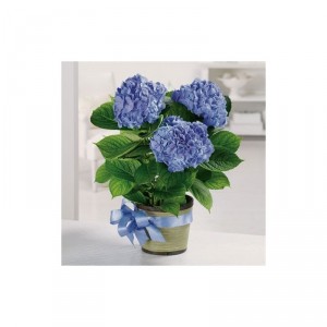 Blue Hydrangea Plant Spring Plant