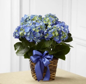 Blue Hydrangea Planter 