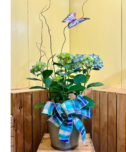 Blue Hydrangea  SALE!!!! Plants