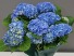 Blue Hydrangea Potted blue hydrangea