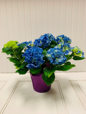 Blue Hydrangea Potted Plant 