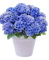 Blue Hydrangea Potted Plant  