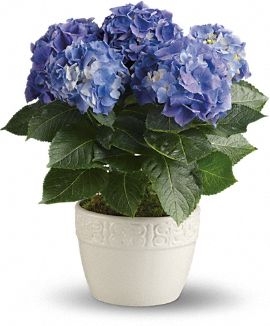Blue Hydrangea Potted