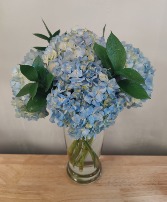 Blue Hydrangeas in a vase   gold canyon 