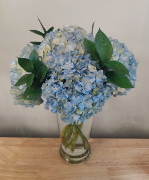 Blue Hydrangeas in a vase   gold canyon 