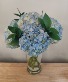 Blue Hydrangeas in a vase   gold canyon 