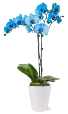 Blue Lagoon Waterfall Orchid  Houseplant 