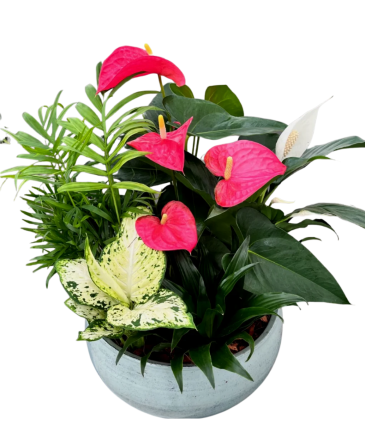 Blue Mist Anthurium XL Planter House Plant in Newmarket, ON | FLOWERS 'N THINGS FLOWER & GIFT SHOP