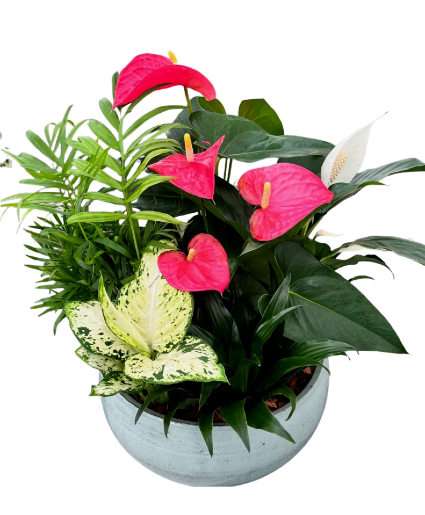 Blue Mist Anthurium XL Planter House Plant