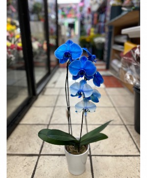 Blue Orchid  
