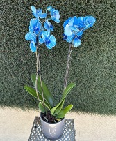Blue Orchid 
