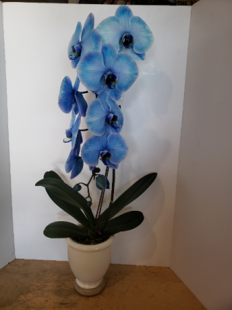 Blue Orchids Plant