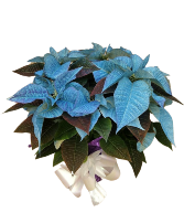 Blue Poinsettia Blooming Plant