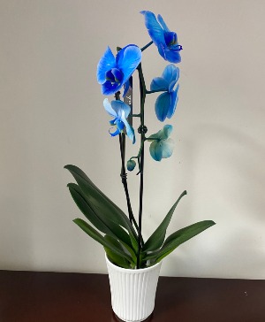 blue premium orchid houseplant planta
