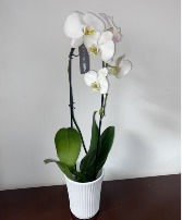 WHITE  PREMIUM ORCHID HOUSEPLANT planta
