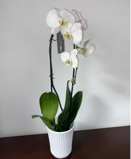 WHITE PREMIUM ORCHID HOUSEPLANT planta