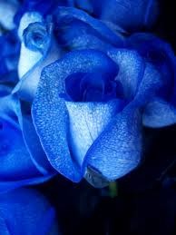 Blue Roses Cut flowers - no vase