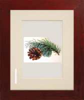 Blue Spruce Watercolor