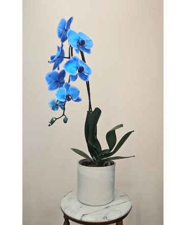 Blue Velvet Blue Phalenopsis Orchid in Cape Coral, FL | ENCHANTED FLORIST OF CAPE CORAL Blue Velvet Blue Phalenopsis Orchid in Cape Coral, FL | ENCHANTED FLORIST OF CAPE CORAL