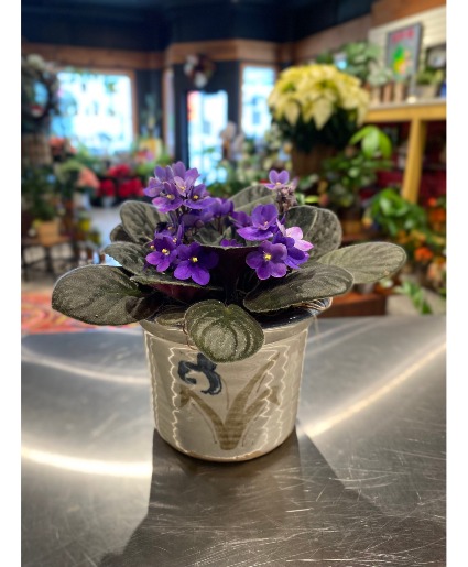 Blue Violet Potted Plant Local Delivery Only