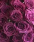 Valentine’s Day Roses Blueberry