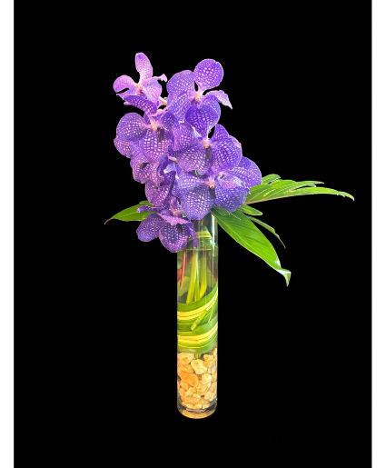 Blueberry Orchid  Orchid arrangement